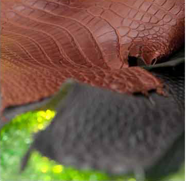 close up pelle
